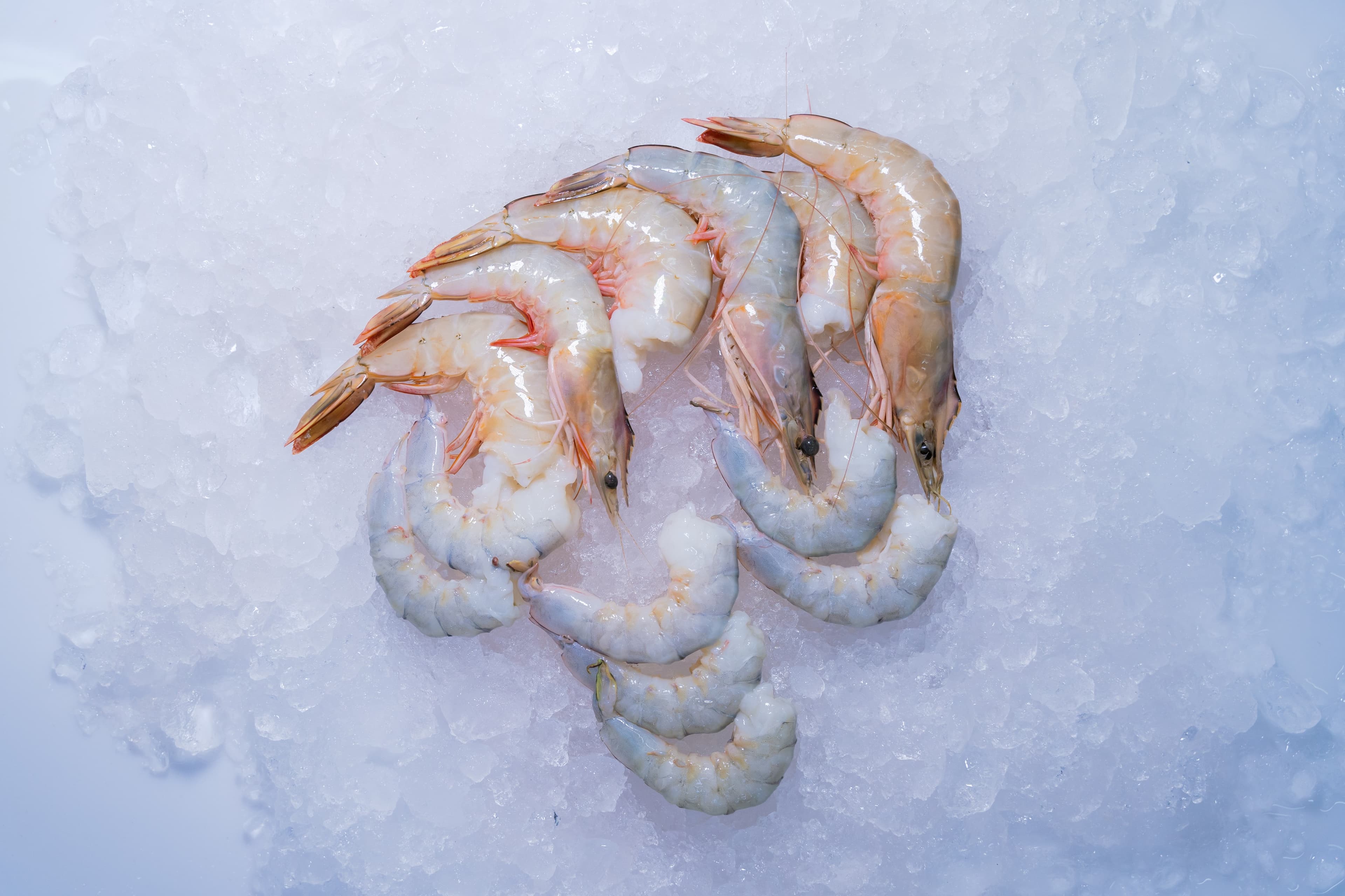 Sea White Shrimp