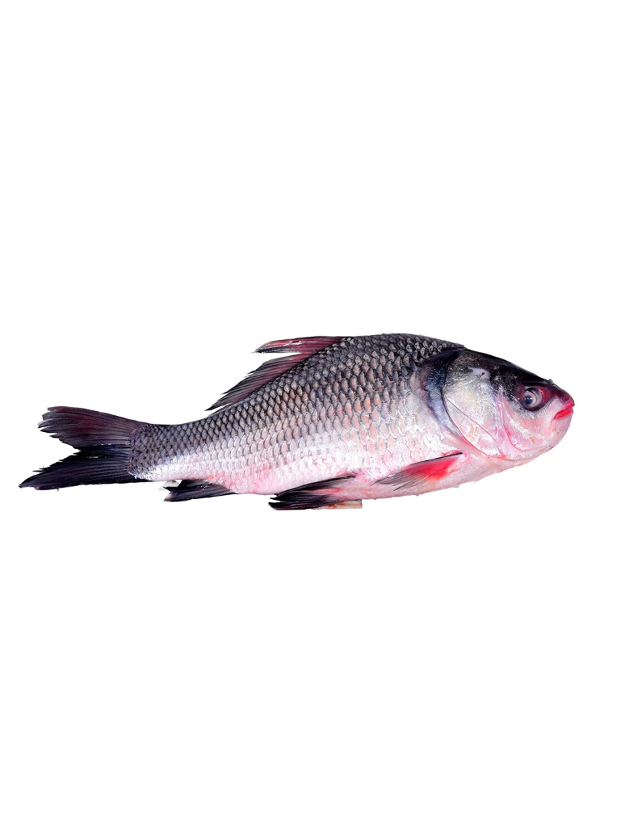 Freshwater Fishes - Our premium catch
