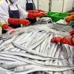 Ribbonfish processing