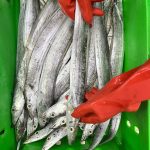 Ribbonfish with rubber hand