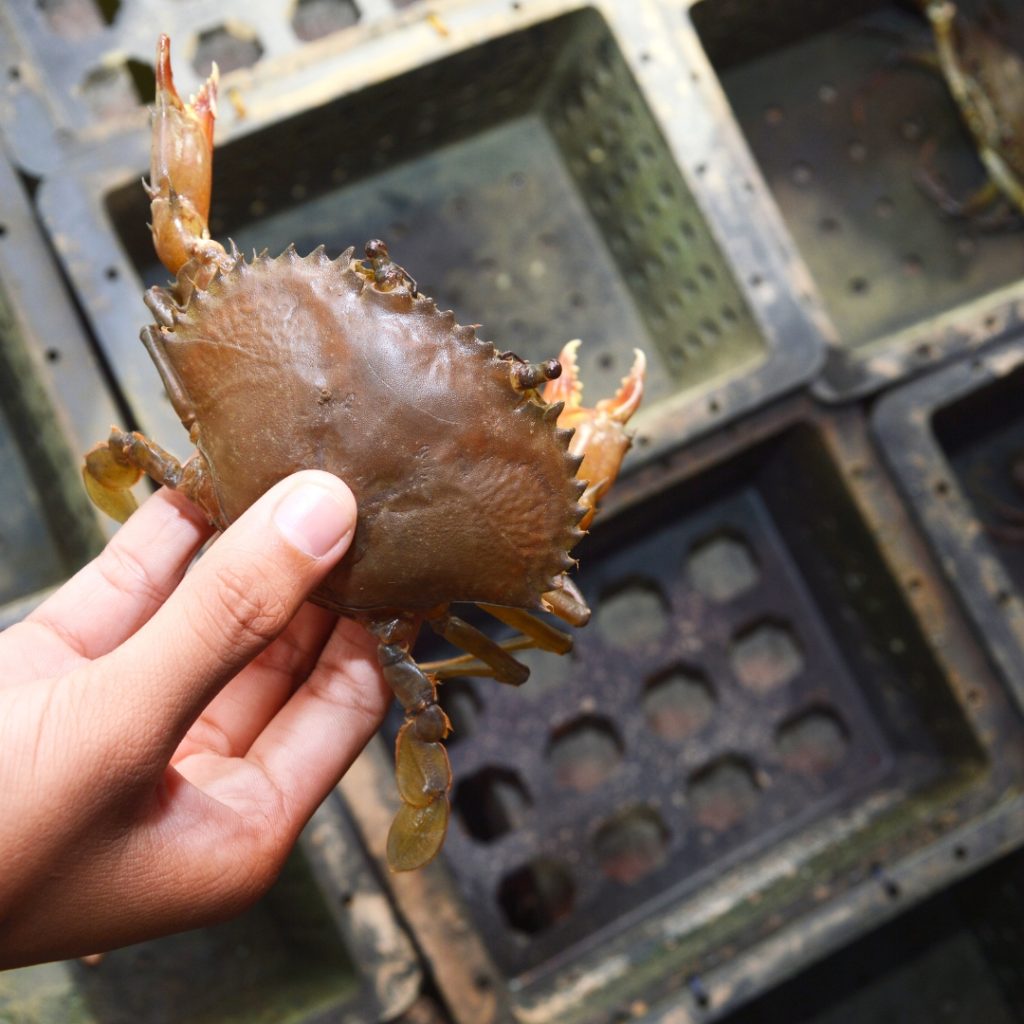 Myanmar Soft Shell Crab Market